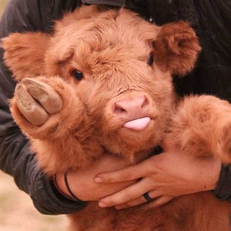cute   calf