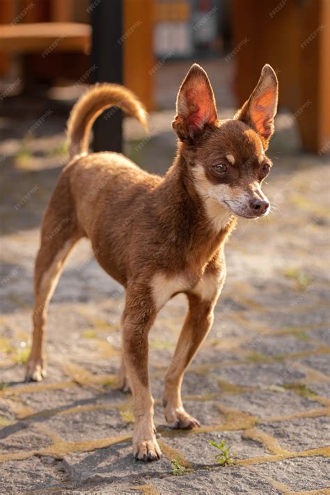 Premium Photo | Brown chihuahua. A dog of a small breed. A pet on a