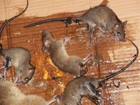 tikus rumah dalchaebi