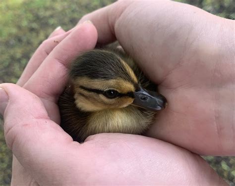 Wild Animals Baby Ducks