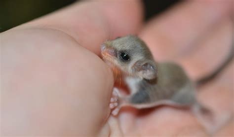 cutest    happened  australia  year