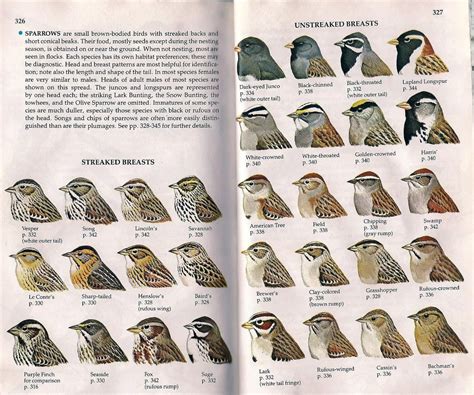 sparrow identification field guide backyard birds watching types