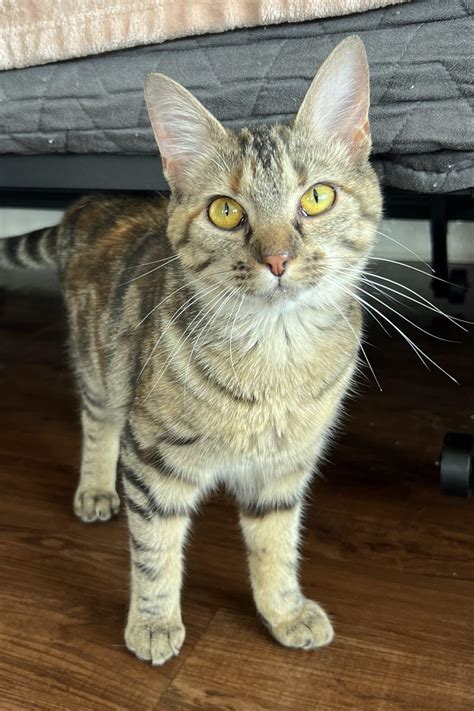 Kira (Kitty Cat) – Beautiful Together Animal Sanctuary