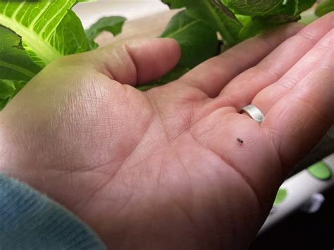 How To Get Rid Of Gnats In The Plants at Inez Bennett blog