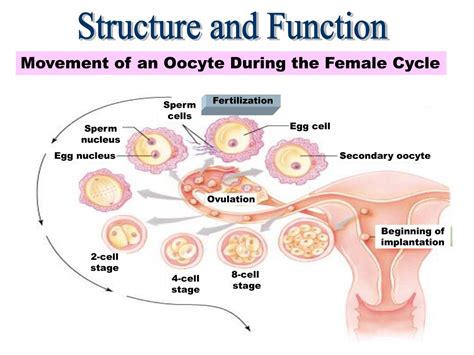 PPT - Female Reproductive System PowerPoint Presentation, free download ...