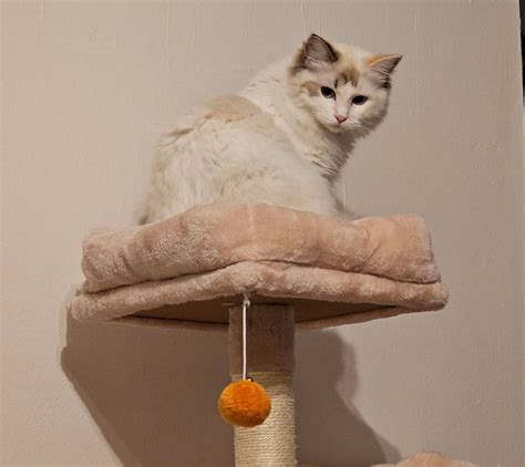 Is my ragdoll going to grow even more? : r/ragdolls