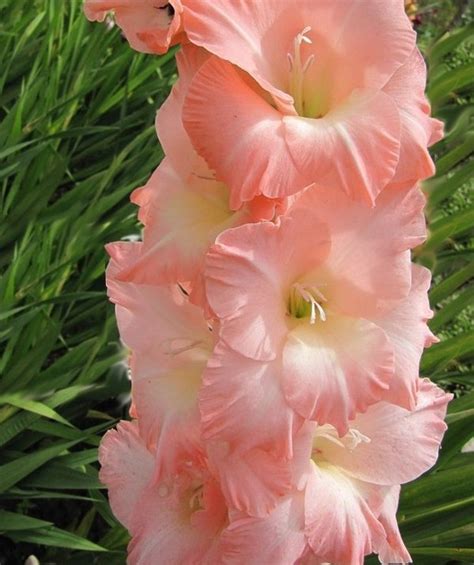 Гладиол с уникално красив и нежен розов цвят - Gladiolus rose supreme ...