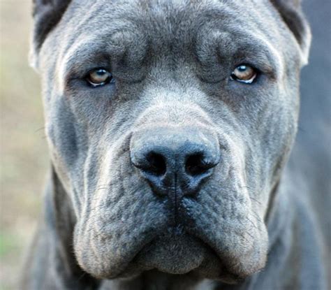 The 25+ best Blue cane corso ideas on Pinterest | Italian mastiff dog, Cane corse and Cane corso ...