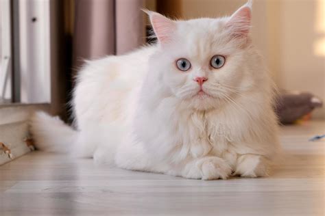 Persian Doll Face Chinchilla White Cat. Fluffy cute pet animal with