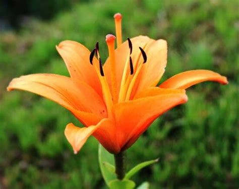 Безкоштовна картинка: сад, pistil, Пилок, квітка лілії, природа ...