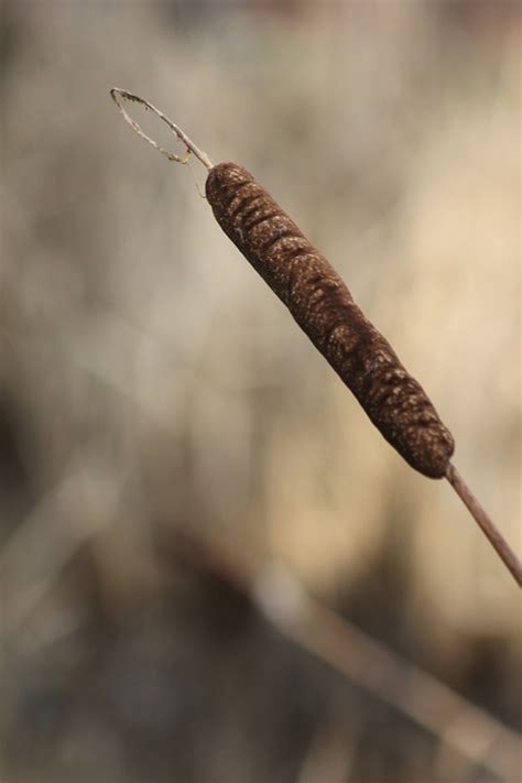 Cattail Reed - Free photo on Pixabay