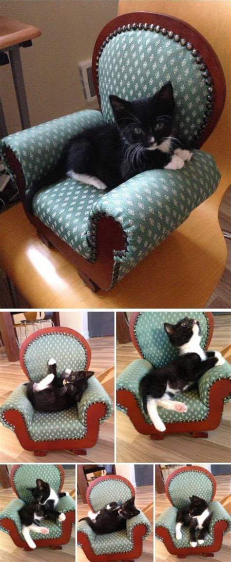 Literally Just A Bunch Of Photos Of Cats Sitting In Tiny Chairs | Cat ...