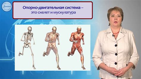 Биология 8 класс. Системы органов в организме Уровни организации ...