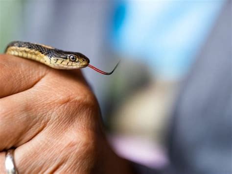 O Que Significa Sonhar Com Filhotes De Cobra - Sonhar com Filhote de Cobra - Significados Únicos