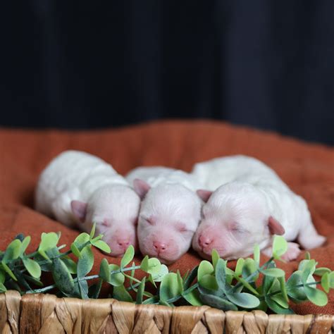 Paw Tale Puppies | Bichon Frise Puppies | Vet Checked Pups