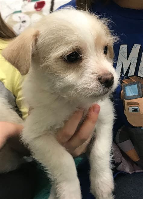 Fresno Pet Craigslist - Surveys Hyatt