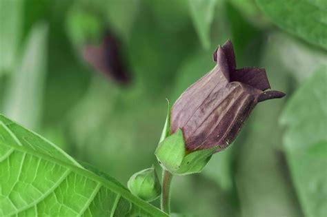 Belladonna: How to Identify and Remove It