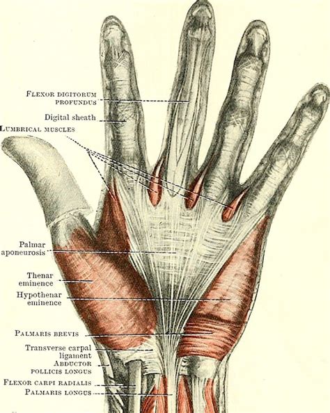 Fun Fact: Palmar Aponeurosis – Outlander Anatomy, 52% OFF