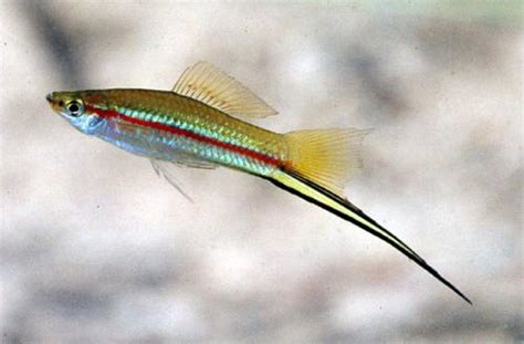 Xiphophorus hellerii : porte épée, xipho, Green swordtail