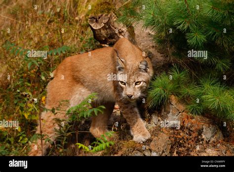 Eurasian lynx (Lynx lynx), climbing on a slope, Germany Stock Photo - Alamy