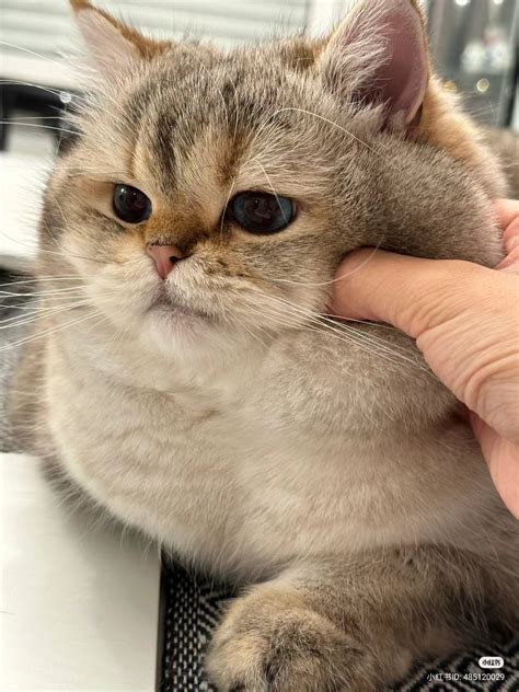 ﻿Ijiilfi / bnf world :: :: :: cheeks :: кость пушистая :: щеки ...