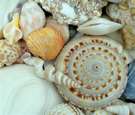 Albums 101+ Pictures Pictures Of Sea Shells On The Beach Sharp 09/2023
