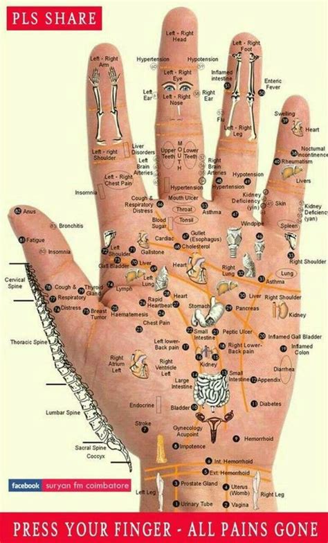 pin  raman   sujok hand reflexology reflexology chart