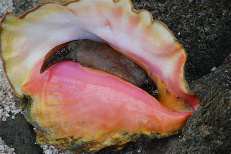 conches  broad family  pretty sea shells ocean info