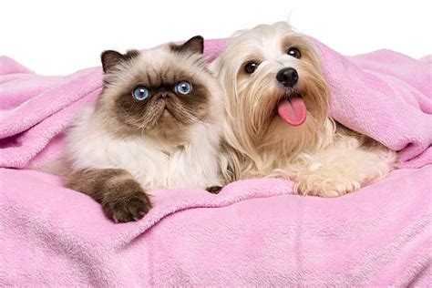 Persian Dog Stock Photos, Pictures & Royalty-Free Images - iStock