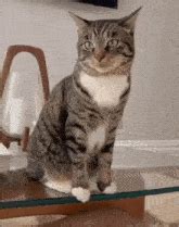 Tabby Cat Yawn GIF - Tabby cat Yawn Teeth - Discover & Share GIFs