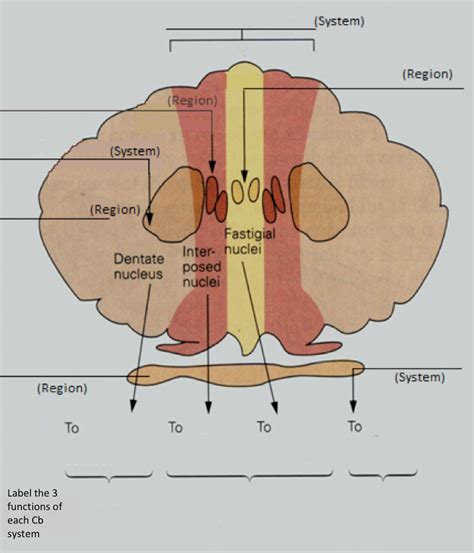 Cerebellum Diagram | Quizlet