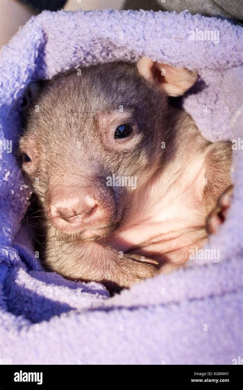 baby wombats australia high resolution stock photography  images alamy