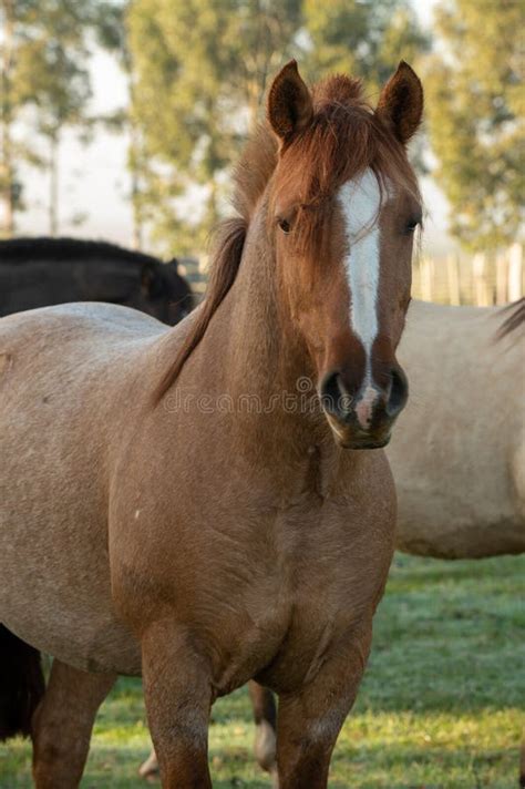 criollo horse stock   royalty  stock