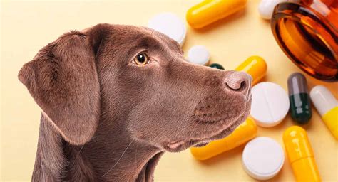 Rimadyl Dose Chart For Dogs