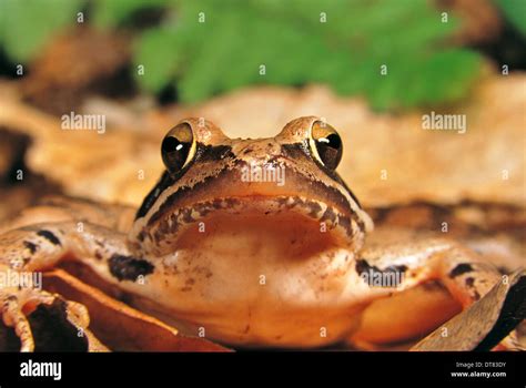 Agile Frog (Rana dalmatina) closeup Stock Photo - Alamy