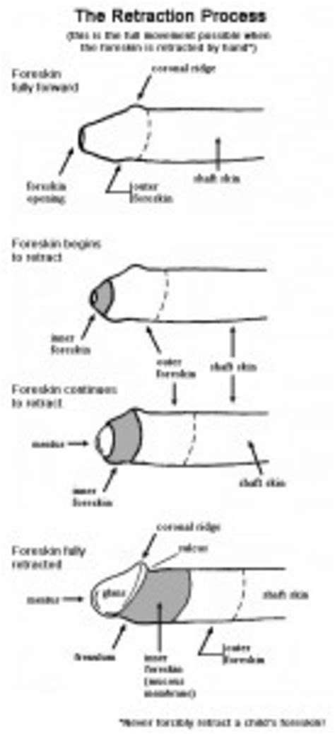 How to pleasure an uncircumcised man | Tampa | Creative Loafing Tampa Bay