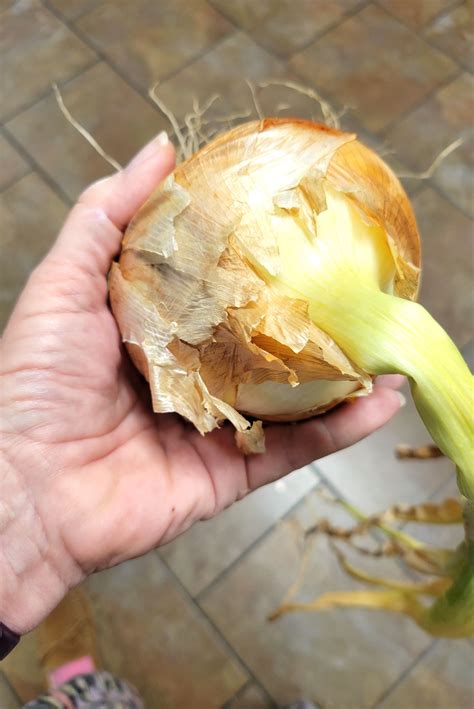 how to harvest onions 5