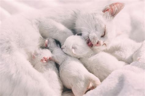 When Can I Get My Cat Spayed After Having Kittens? Best Time