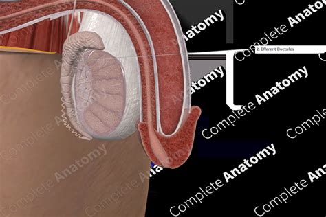 Efferent Ductules of Testis | Complete Anatomy