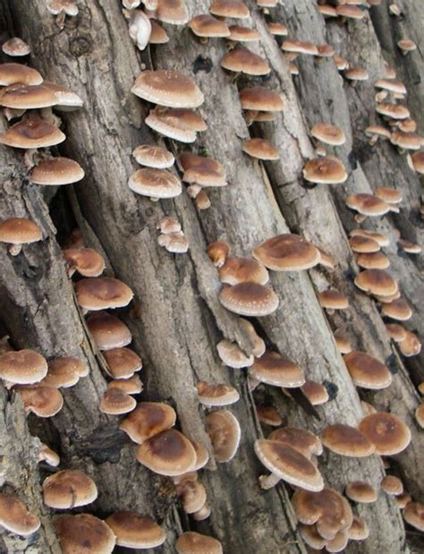 15 Easy Growing Shiitake Mushrooms On Logs – How to Make Perfect Recipes