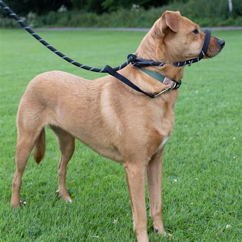 Rope Figure of 8 Dog Lead Halti Head Collar With Nose Padding and