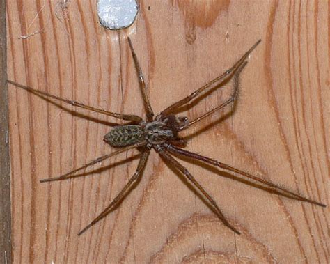 araneae spindlaroversikt