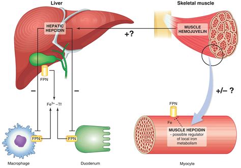 The influence of iron deficiency on the functioning of skeletal muscles ...
