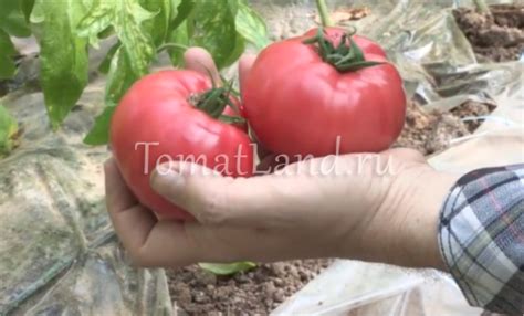 Томат Афен: описание, ОТЗЫВЫ (8), фото | tomatland.ru