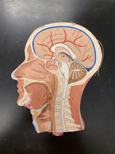 face model diagram quizlet