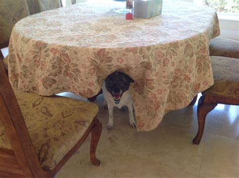 why is dog hiding step by step