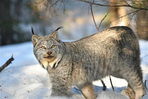 Canadian Lynx Snow
