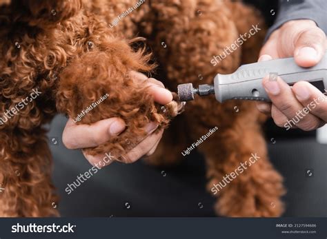 5 Nail Tips: Mastering The Art Of Trimming Your Dog's Nails With A Grinder