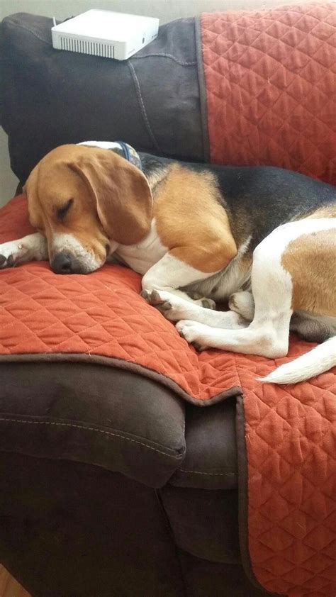 Different Types of Beagles You Should to Know #Beagles #TypesofBeagles ...