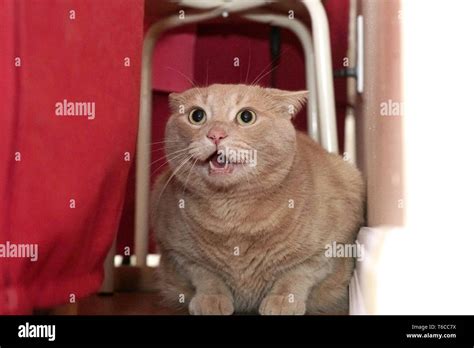 Cat Hissing Meme